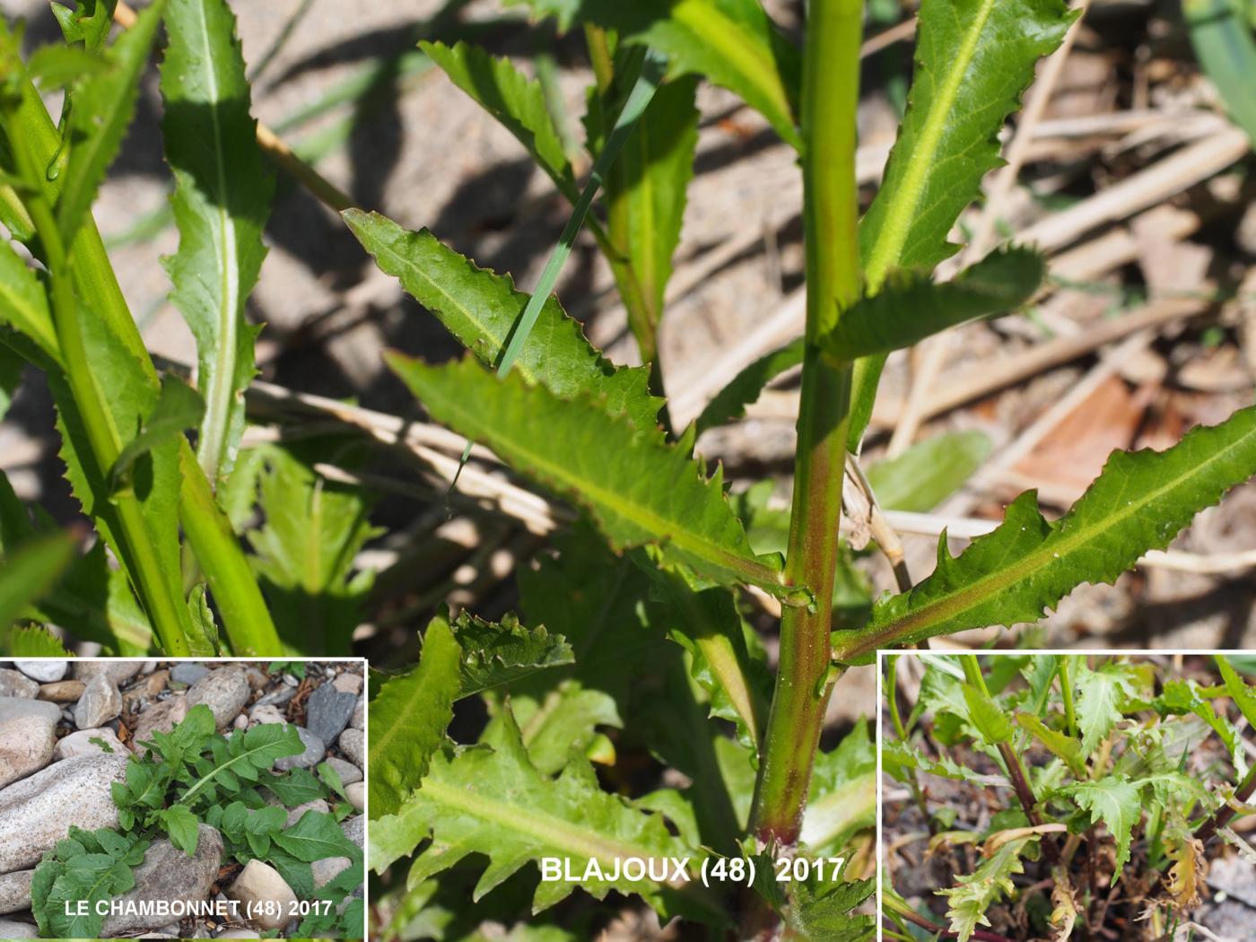 Yellow-cress, Great leaf